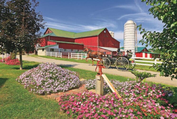 horse drawn carriage, amish, barn, flowers