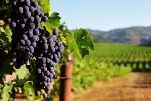 Vineyard with wine grapes, green mountains